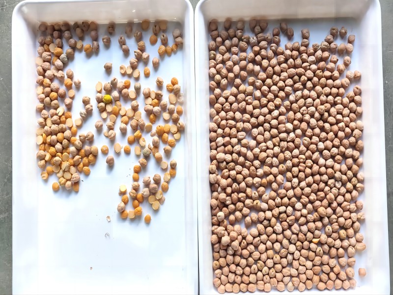 Color sorter machine sorting for chickpea