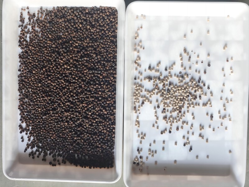 Black pepper seeds color sorting machine