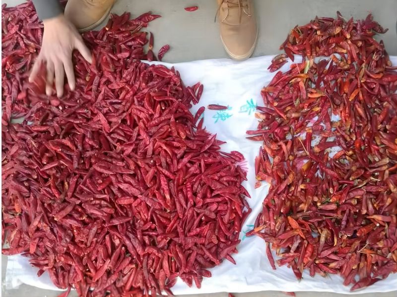 Belt sorter  red chili colour sorter machine