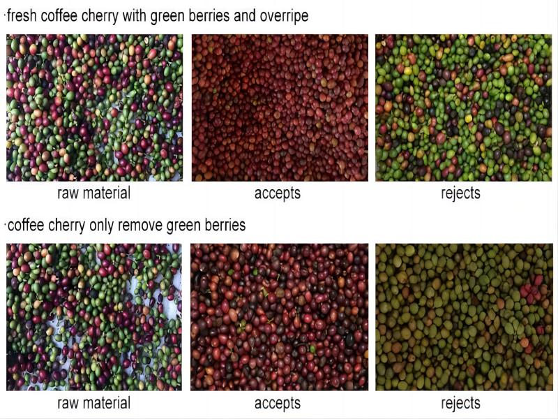 Fresh coffee cherry color sorter