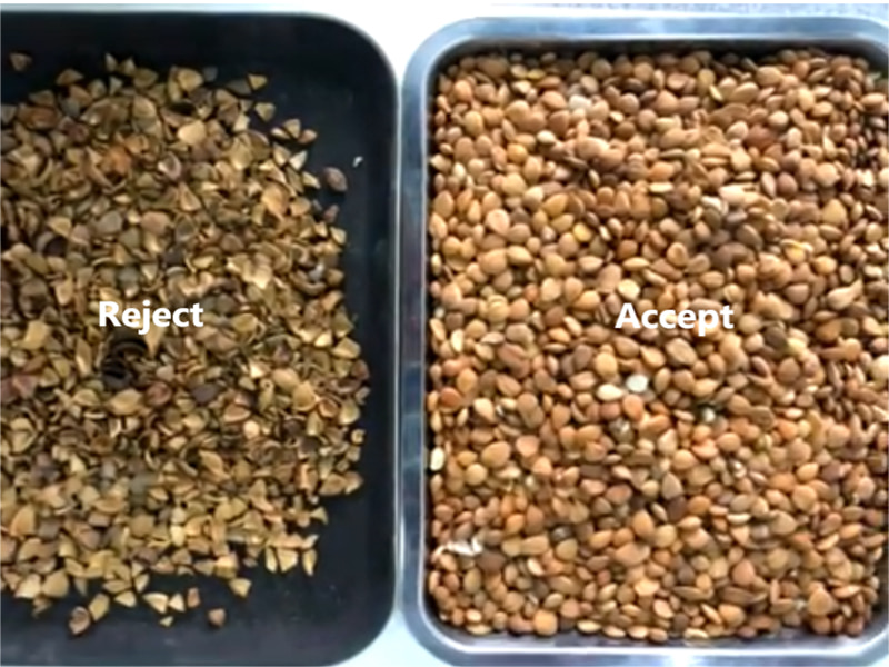 Infrared color sorter for sorting almond kernel and shell