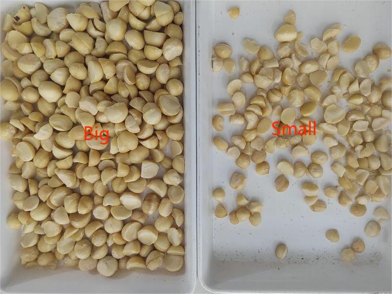 TOPSORT macadamia nut big and small size sorter