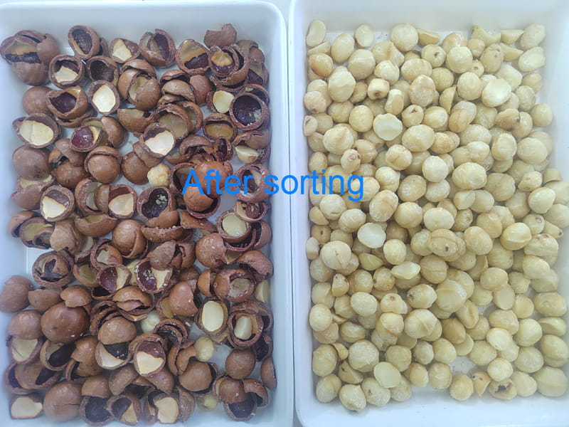 TOPSORT MINI macadamia nut color sorter for sorting kernel and shell